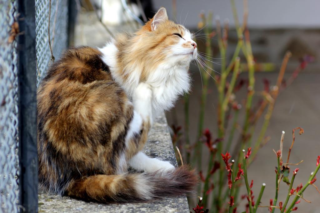 La Maison Des Chats Saint-Mary-le-Plain Екстериор снимка