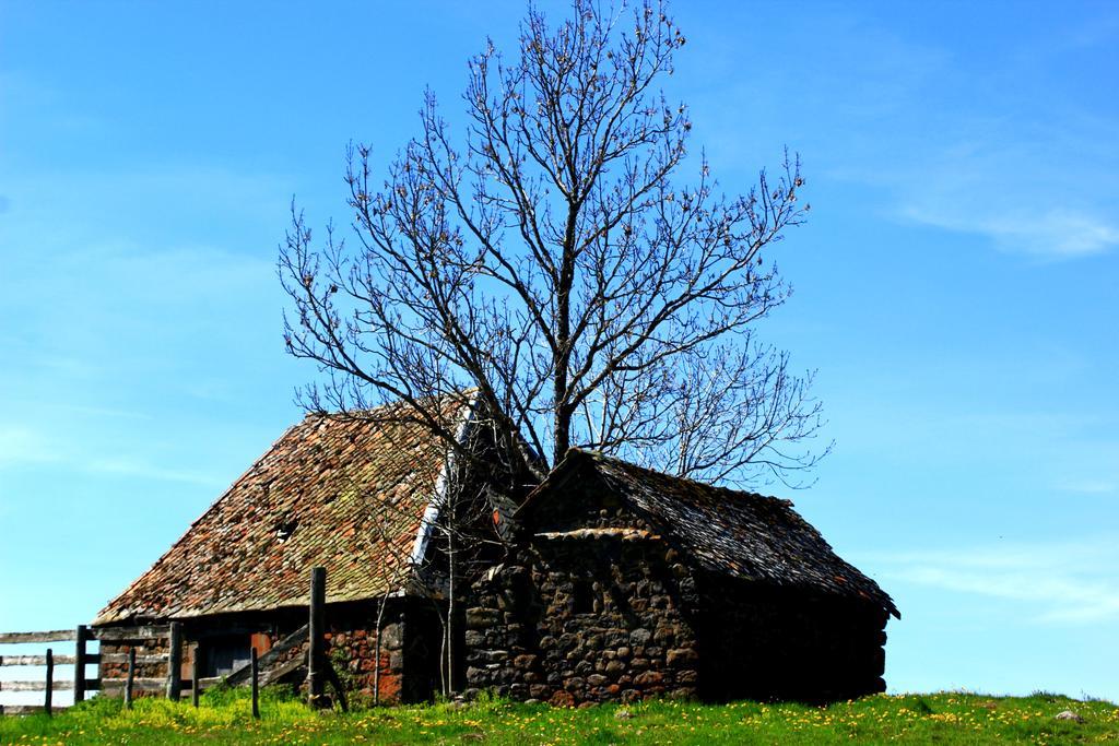 La Maison Des Chats Saint-Mary-le-Plain Екстериор снимка