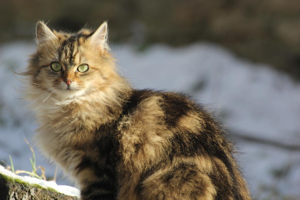 La Maison Des Chats Saint-Mary-le-Plain Екстериор снимка